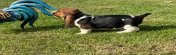Basset Hound dogs for sale: Beautiful Basset Hound Puppies - Advert 6