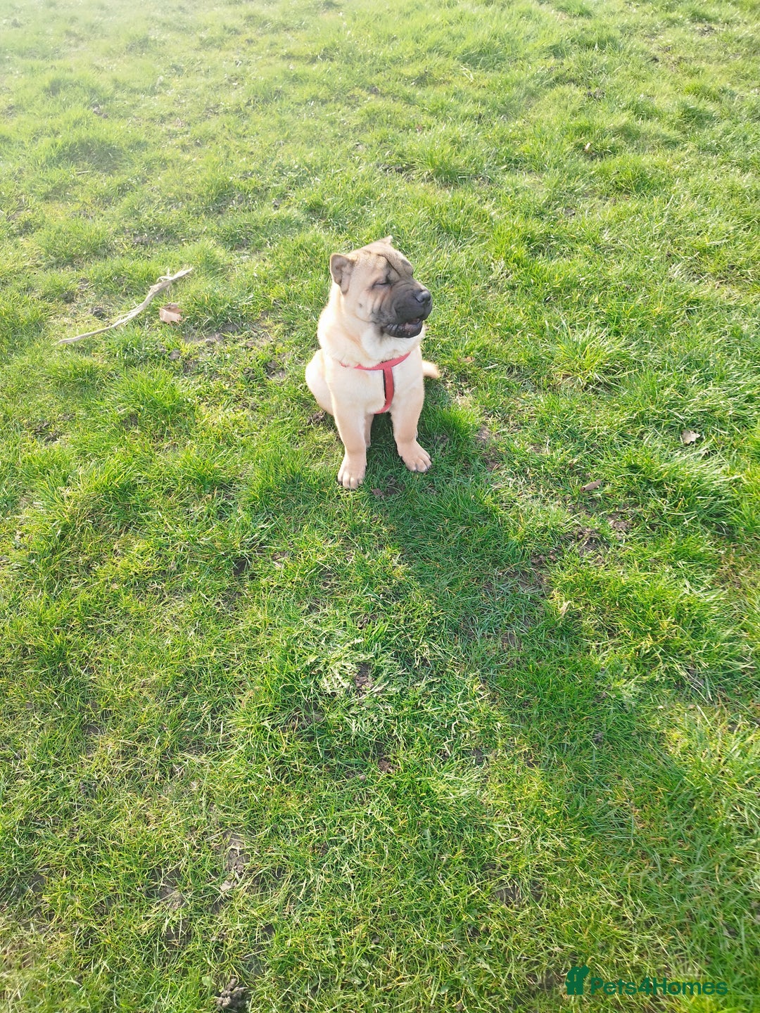 Mixed Breed dogs for sale: For sale Chow-Pey - Image 7