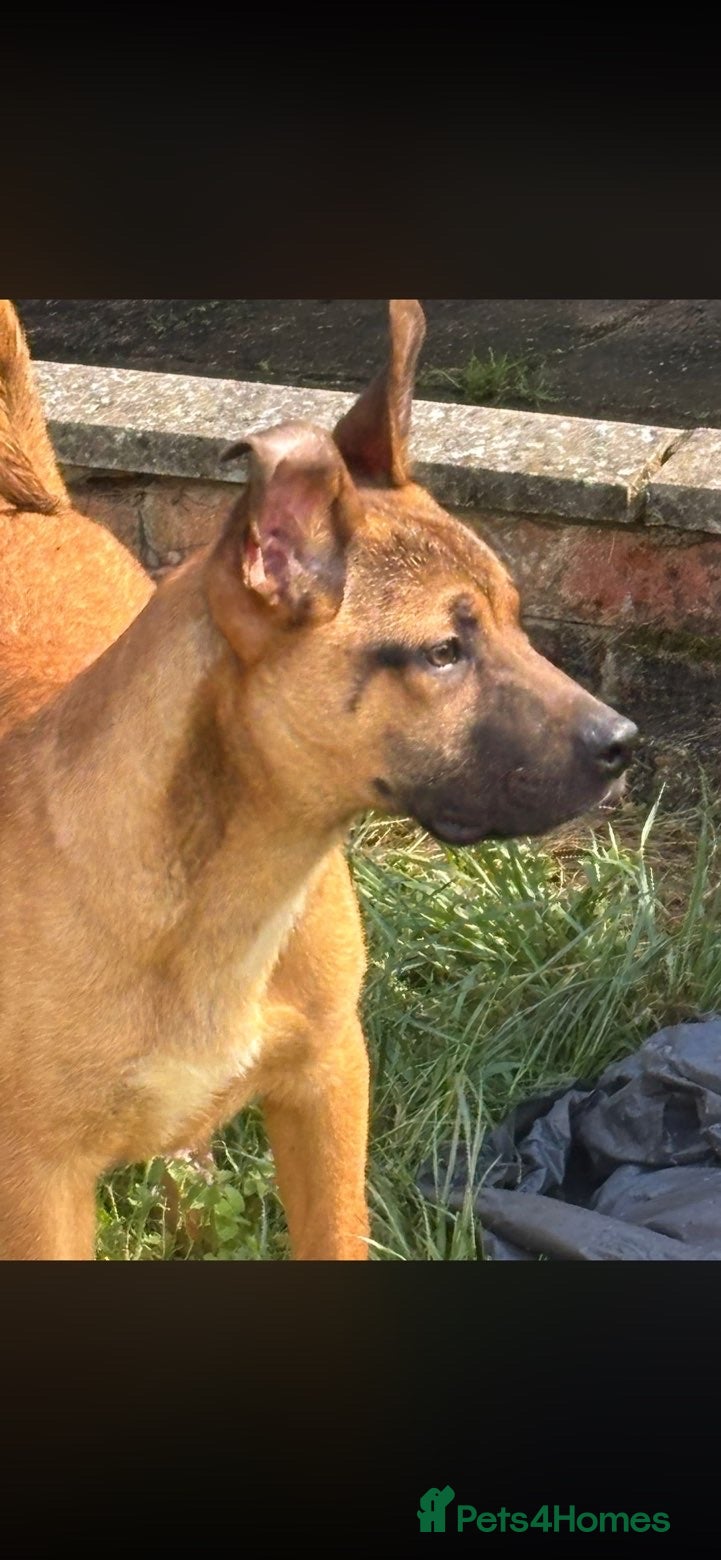 Mixed Breed dogs for sale: Mastiff x belgian Malinois  in Kettering - Advert 1