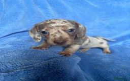 Miniature Dachshund dogs for sale: ❤️❤️⭐️Miniature dachshund⭐️❤️❤️ - Image 8