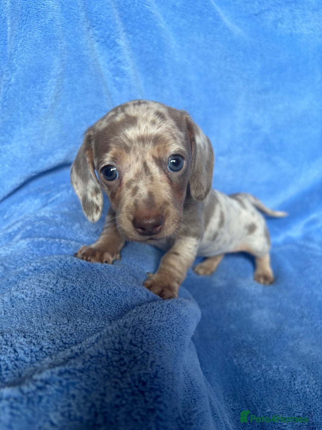 Miniature Dachshund dogs for sale: ❤️❤️⭐️Miniature dachshund⭐️❤️❤️ - Image 8