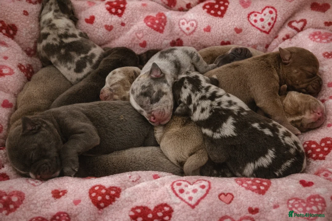 Olde English Bulldogge dogs for sale: F4 Olde English Bulldogge puppys❤️ - Advert 1