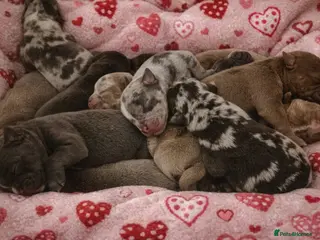 Olde English Bulldogge dogs Olde English Bulldogge puppys❤️ - Advert 4