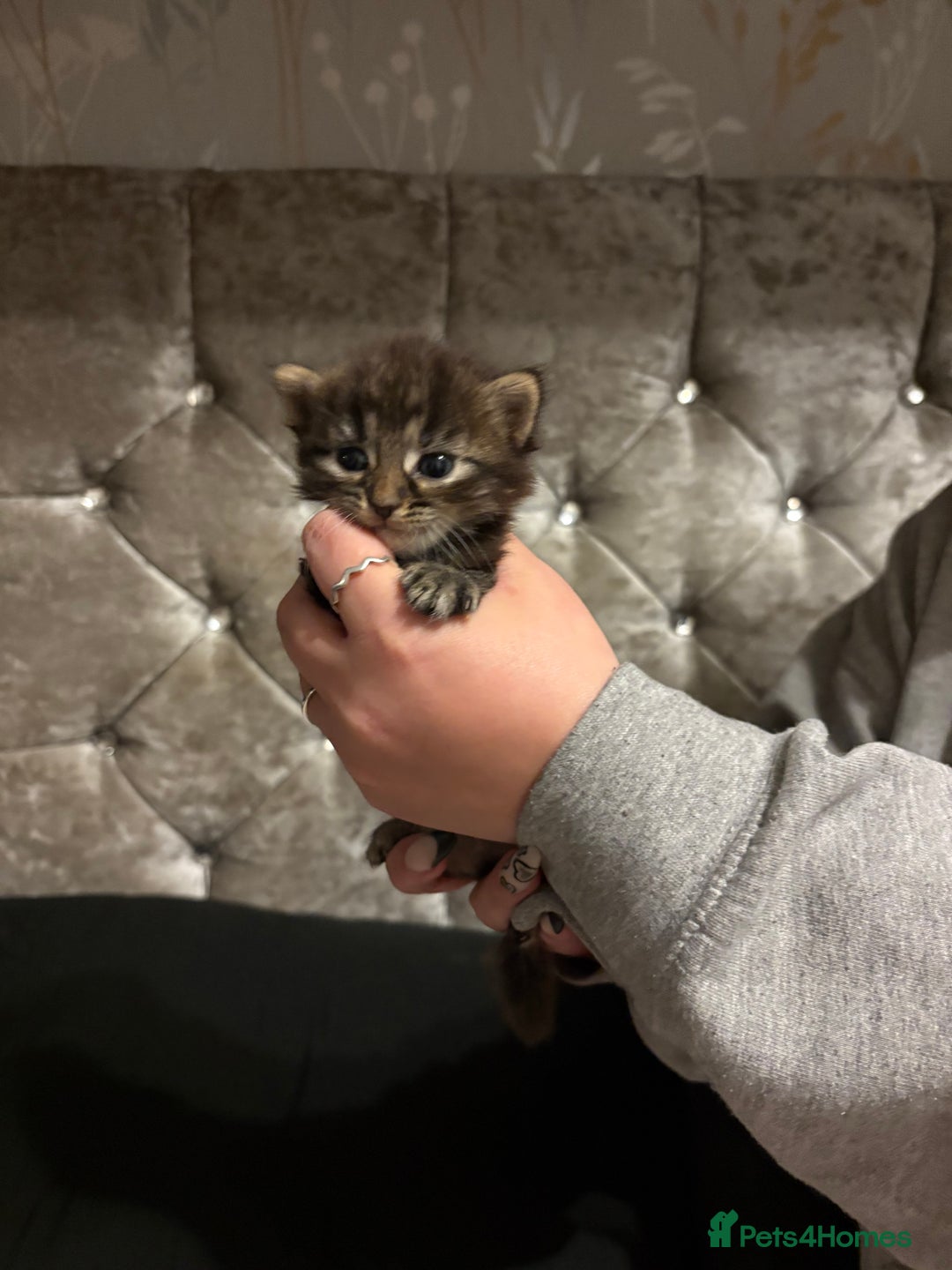 Mixed Breed cats for sale: 4 stunning Bombay X Norwegian kittens for sale - Advert 9