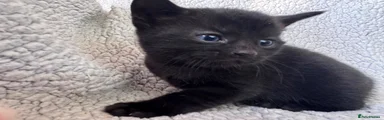 Mixed Breed 5