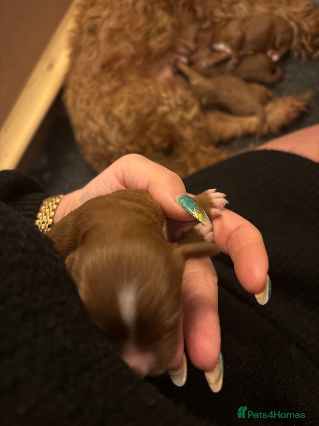 Cavapoo dogs for sale: Cavapoo F1B - Advert 18