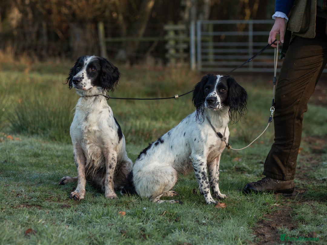 English Springer Spaniel dogs for sale: KC Springer Spaniel - working line - Advert 3
