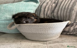 German Shepherd dogs for sale: Only 1 boy left Kc German Shepherd Puppies in Canvey Island - Image 24