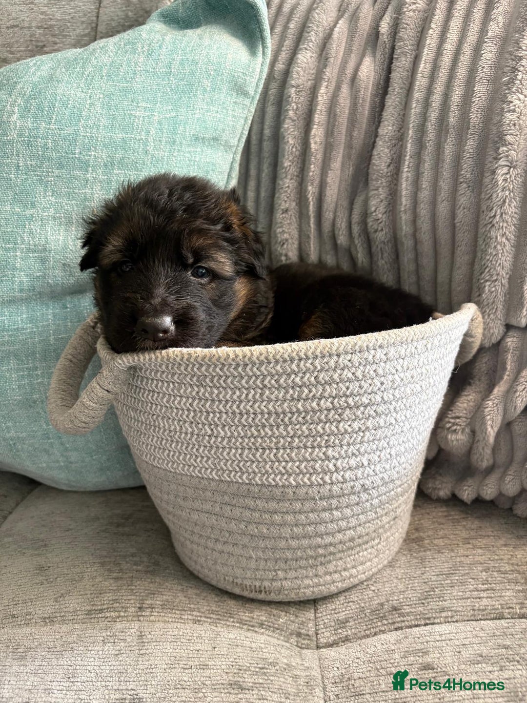 German Shepherd dogs for sale: Only 1 boy left Kc German Shepherd Puppies in Canvey Island - Image 24