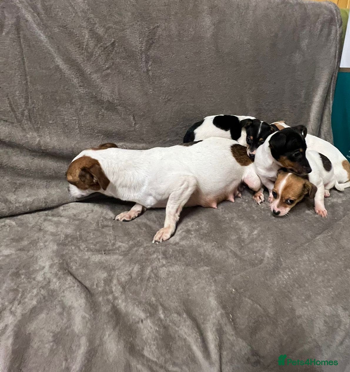 Jack Russell dogs Miniature jack Russell puppies  - Advert 1