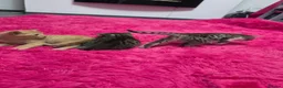 Mixed Breed cats for sale: Beautifull kittens ready to go  - Advert 35