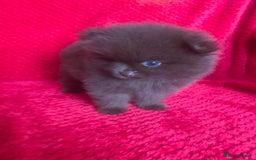 Pomeranian dogs for sale: 3 CHOCOLATE BROWN BEAR POMERANIAN PUPPY’S - Image 13