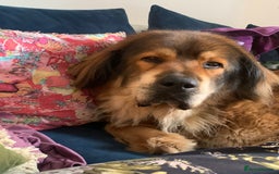 Tibetan Mastiff dogs for sale: 2 Wonderful Tibetan Mastiffs for rehoming - Image 10