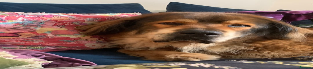 Rosie