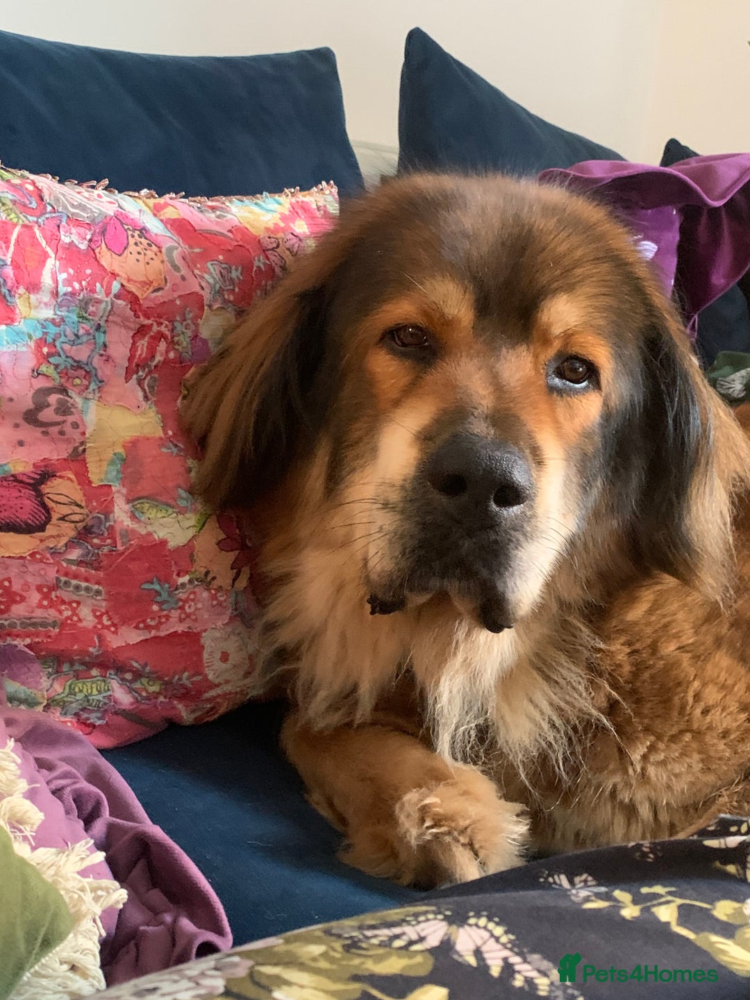 Tibetan Mastiff dogs for sale: 2 Wonderful Tibetan Mastiffs for rehoming - Image 10