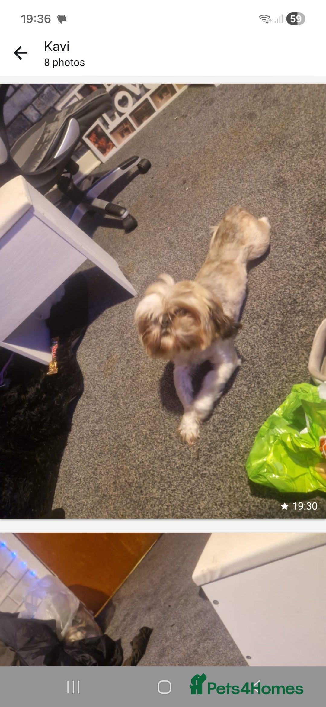 Shih Tzu dogs Female - Advert 8