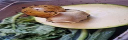 Snails invertebrates for sale: Giant Albino African Land Snail Babies  - Advert 12