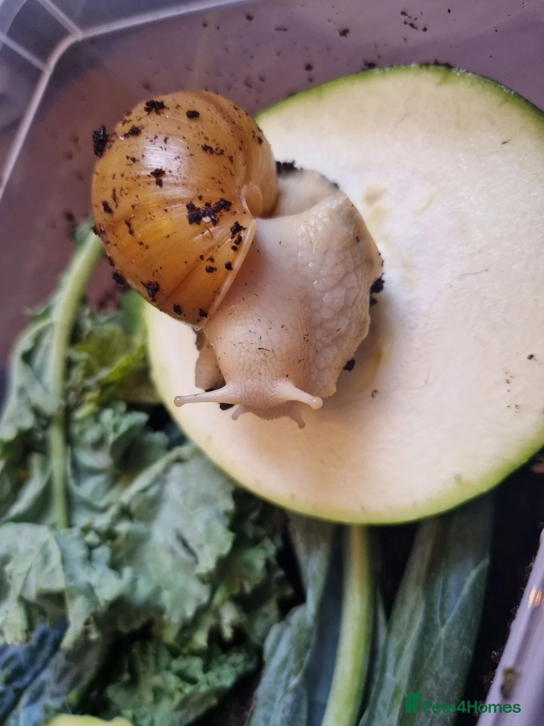 Snails invertebrates for sale: Giant Albino African Land Snail Babies  - Advert 12