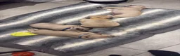 French Bulldog dogs for sale: French bulldog puppies  in Houghton le Spring - Advert 2