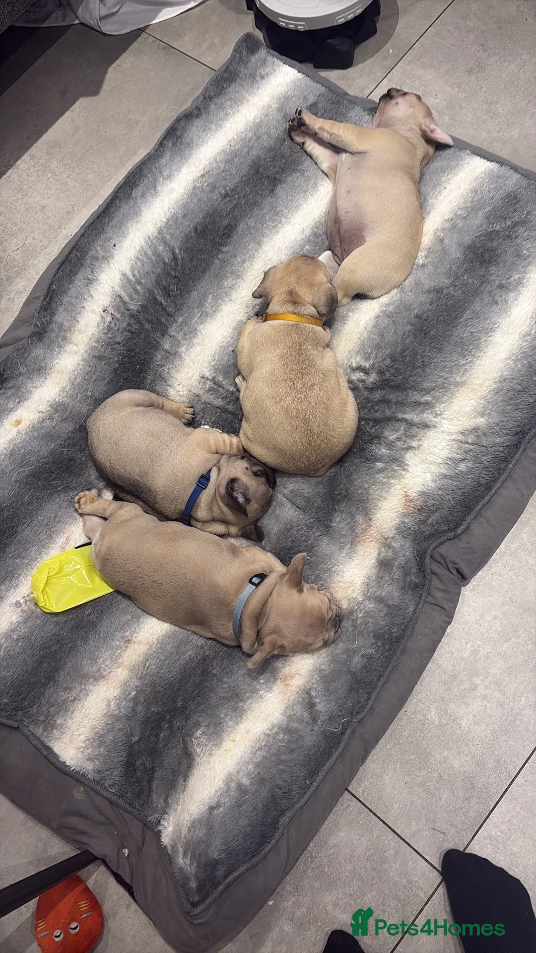French Bulldog dogs for sale: French bulldog puppies  in Houghton le Spring - Advert 2