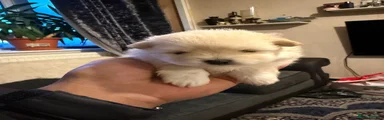 Pomeranian 1
