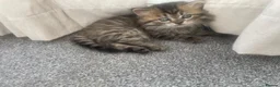 Persian cats for sale: Beautiful Persian X kittens for sale  - Advert 17