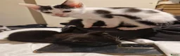 Mixed Breed cats for sale: Lovely kittens looking for forever homes - Advert 8