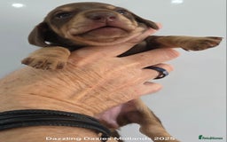 Miniature Dachshund dogs for sale: Shorthaired Minature Daschunds  - Image 6