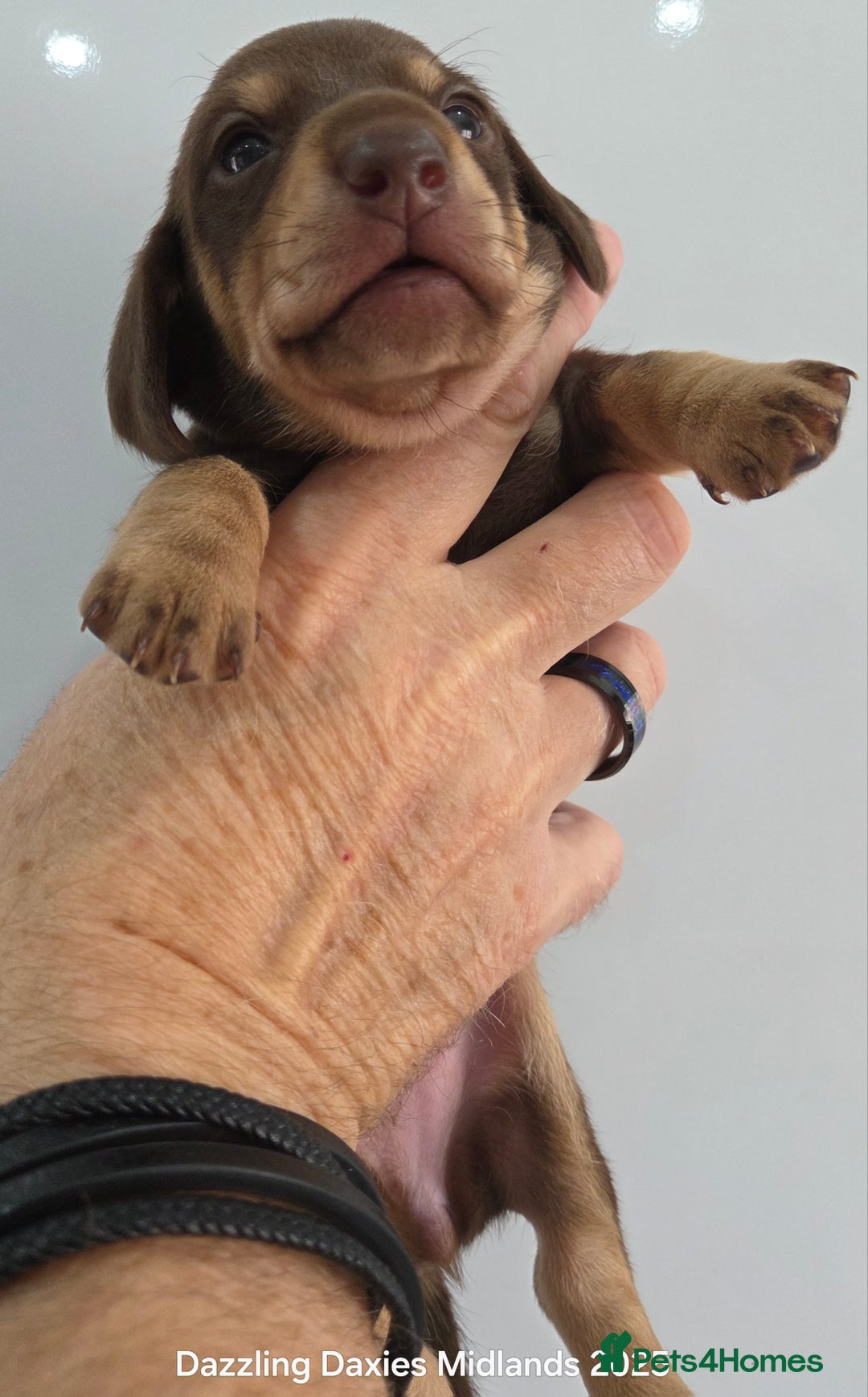 Miniature Dachshund dogs for sale: Shorthaired Minature Daschunds  - Image 6
