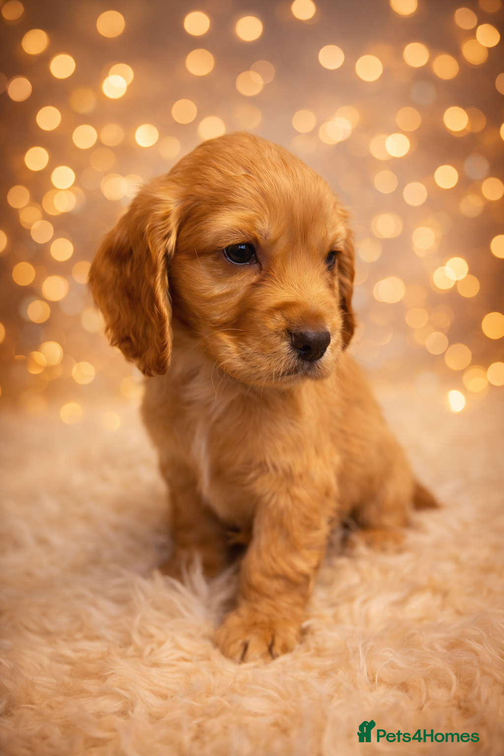 Cocker Spaniel dogs Health Tested Clear KC Registered Working Cockers - Advert 15