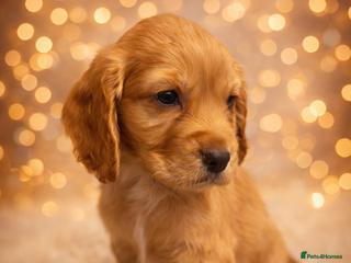 Cocker Spaniel dogs Health Tested Clear KC Registered Working Cockers - Advert 4