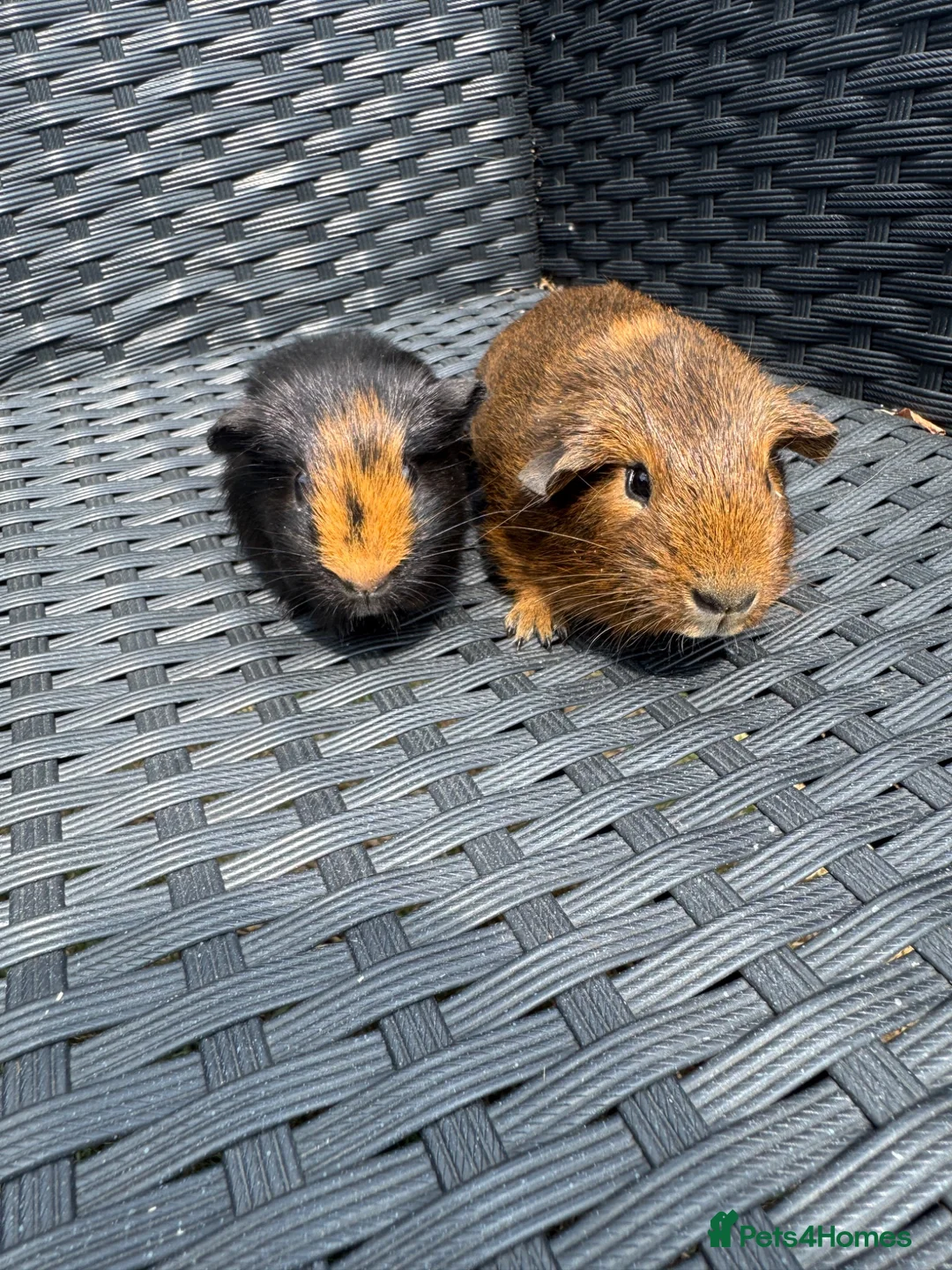 Guinea Pig rodents for sale: Two male guinea pig brothers  - Advert 1