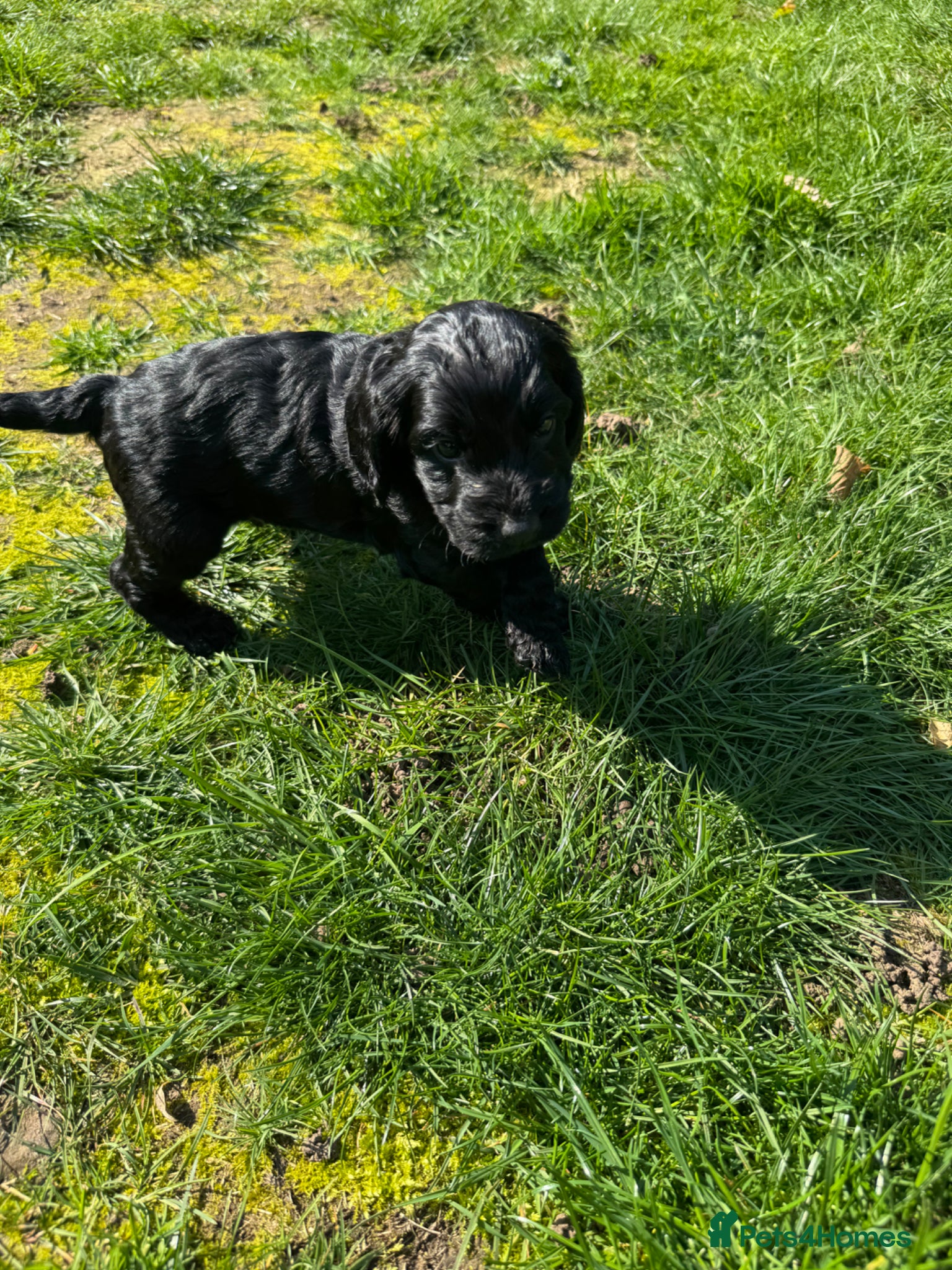 Cockapoo dogs F1 Cockapoo Puppies *1 left*  - Advert 18