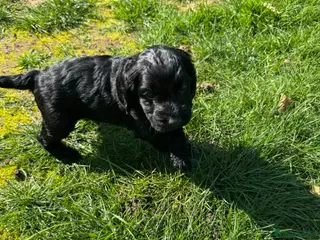 Cockapoo dogs F1 Cockapoo Puppies *1 left* - Advert 18