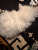Persian cats Chubby Persian kittens Last white kitten left !450 - Advert 2