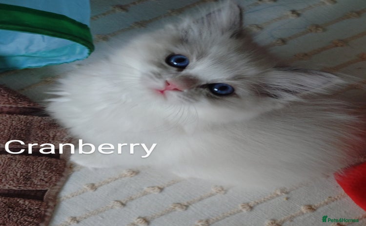 Ragdoll cats - Advert 2