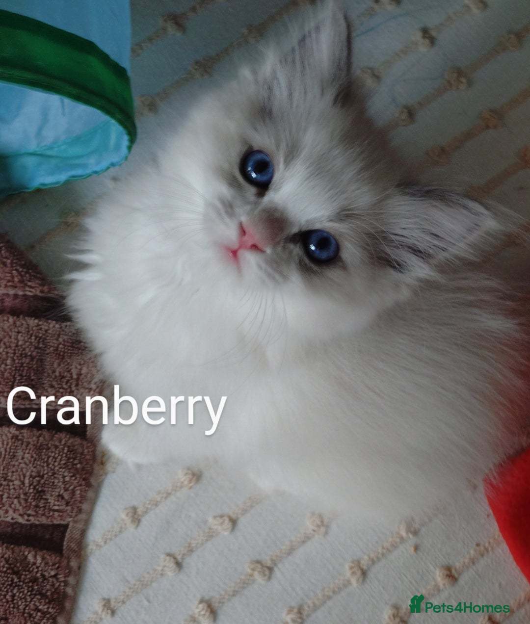 Ragdoll cats for sale: GCCF pedigree ragdoll kittens for sale £850 -£1100 - Image 1