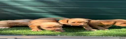 Cocker Spaniel dogs for sale: Stunning KC reg and fully health tested  - Advert 8