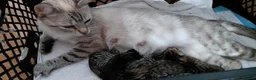 Bengal cats for sale: Snow Bengal x kittens  - Advert 11