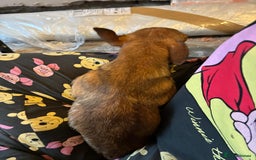 Chihuahua dogs for sale: Lily deer head chihuahua - Advert 10