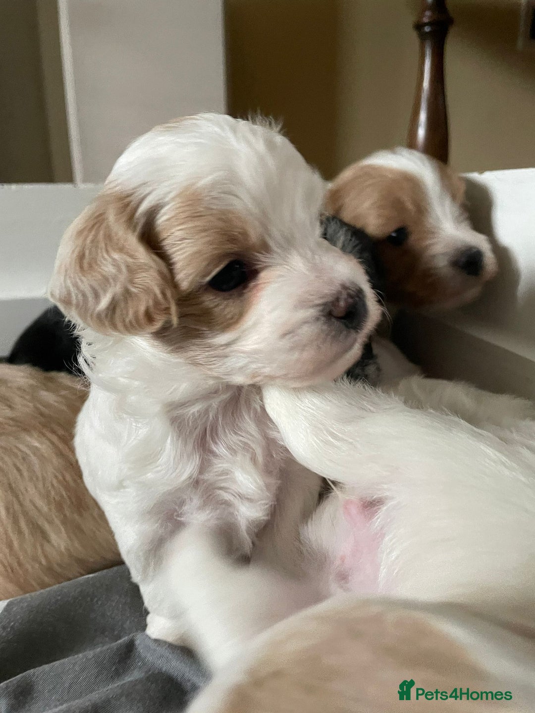 Maltipoo dogs for sale: 6 Beautiful Maltipoo Puppies for sale 🐶🐾 - Image 21