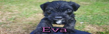 Eva 