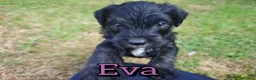 Mixed Breed dogs for sale: Loving Parsons Russell Cross Puppies  - Advert 12