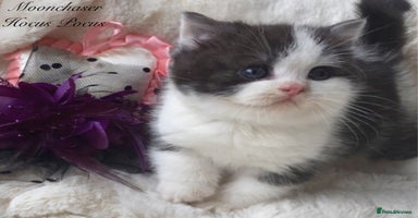 British Shorthair cats Gorgeous British Shorthairs TICA Registered - Advert 3