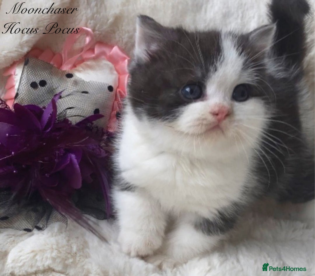 British Shorthair cats for sale: Gorgeous British Shorthairs TICA Registered - Advert 2