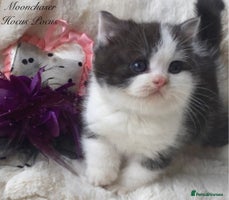 British Shorthair cats Gorgeous British Shorthairs TICA Registered - Advert 6