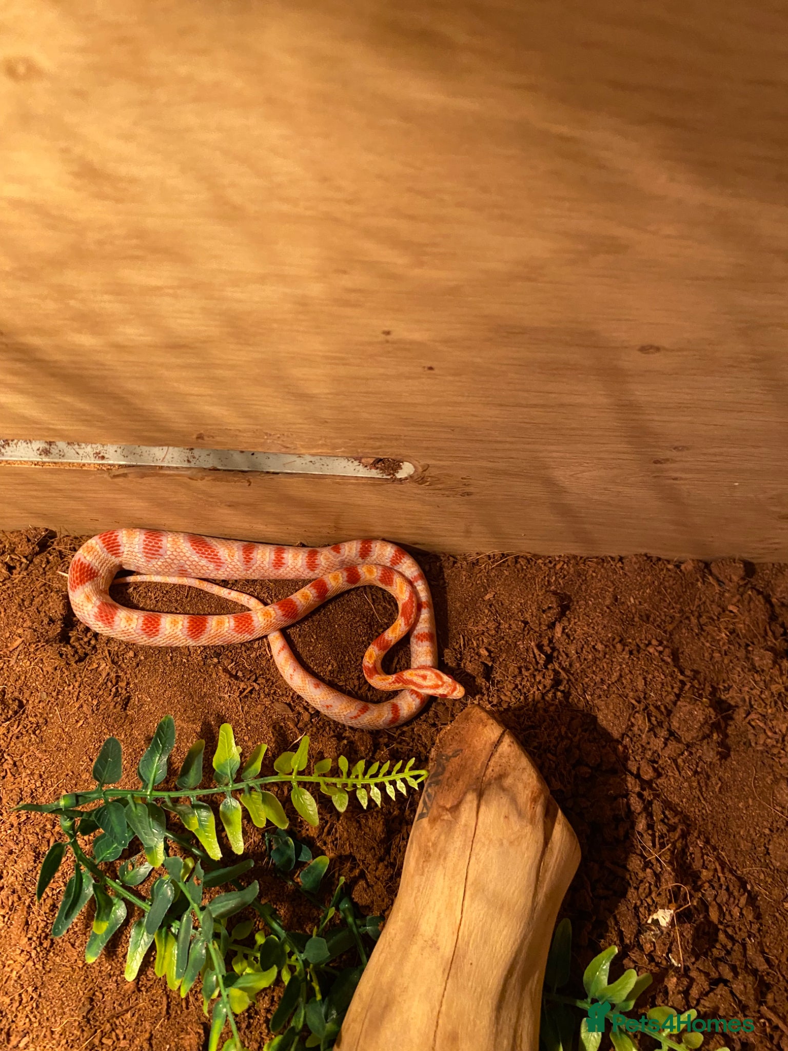 Snake reptiles Corn snake - Advert 2