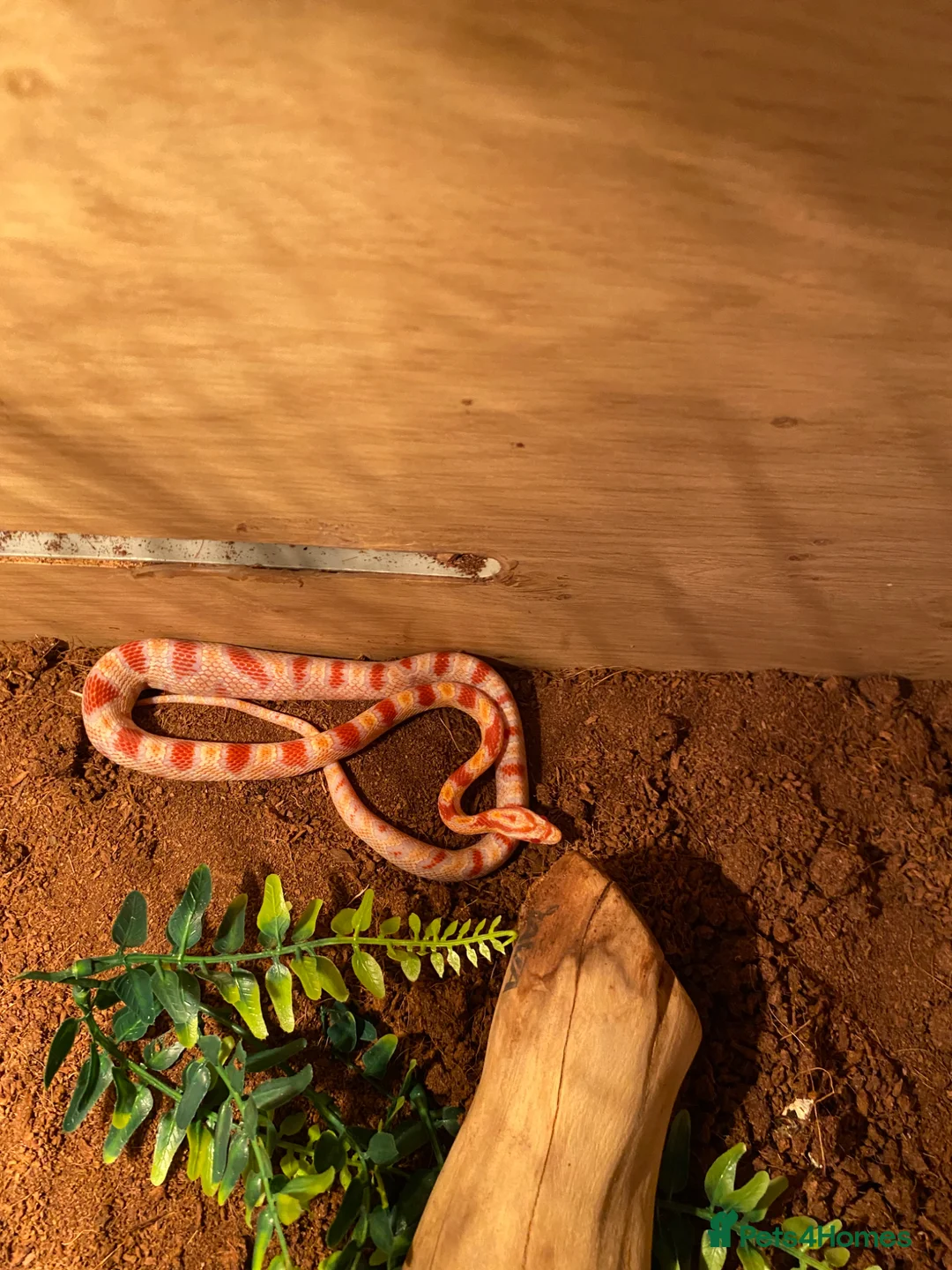 Snake reptiles for sale: Corn snake - Advert 2