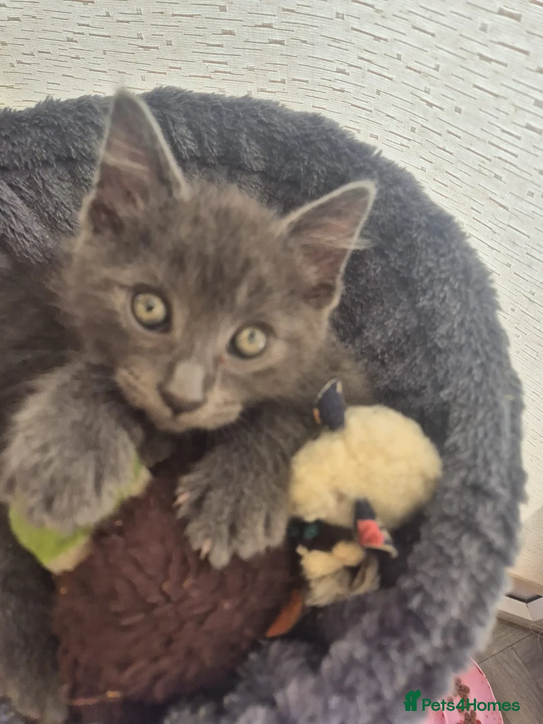 Norwegian Forest Cat cats for sale: Norwegian forest mixed Russian blue - Advert 1