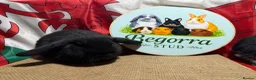 Mini Lop rabbits for sale: Gorgeous Pure bred Mini lops - Advert 3
